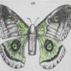 LUDO_Bullets with butterfly wings 13_16x22 cm